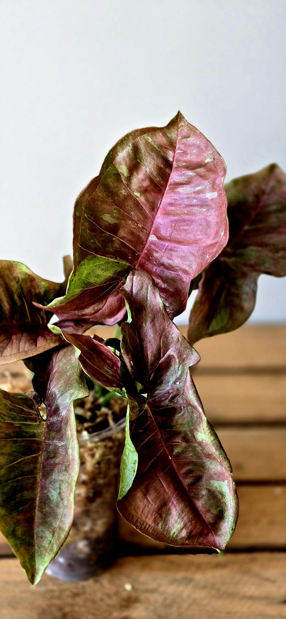 Syngonium Pink Aurea
