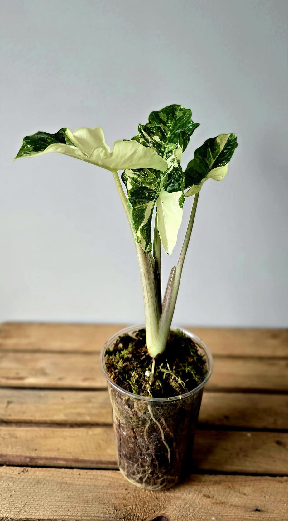 Alocasia Lowrider Albo