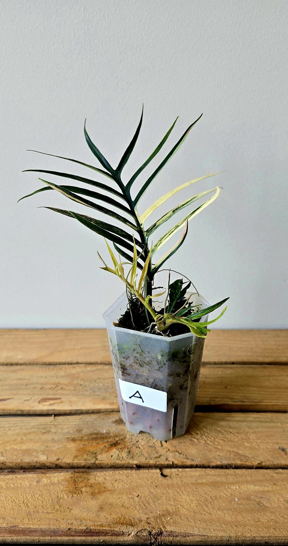 Philodendron Tortum Aurea Variegata