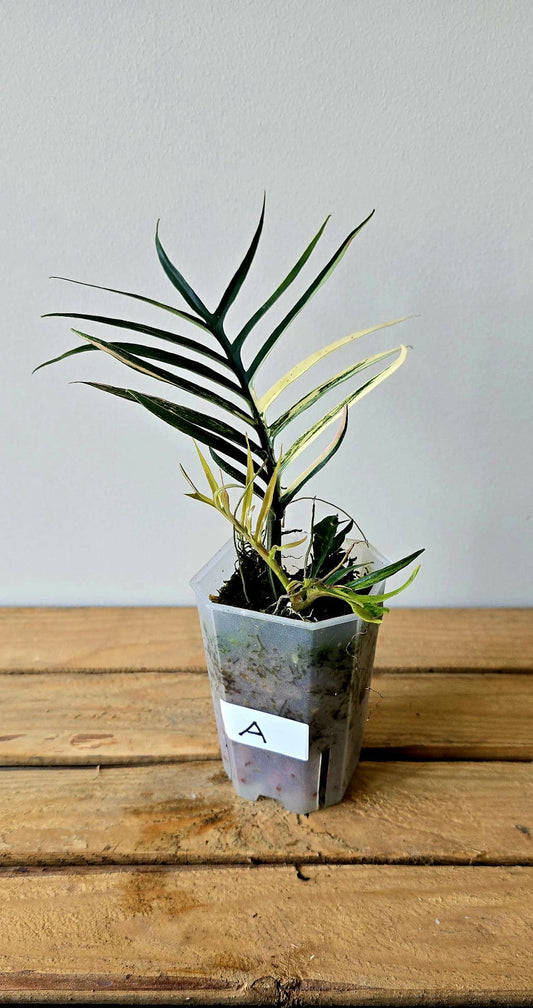 Philodendron Tortum Aurea Variegata
