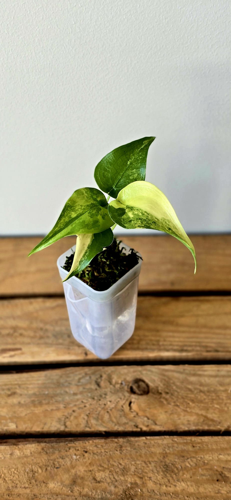 Alocasia Cucullata Aurea Variegata