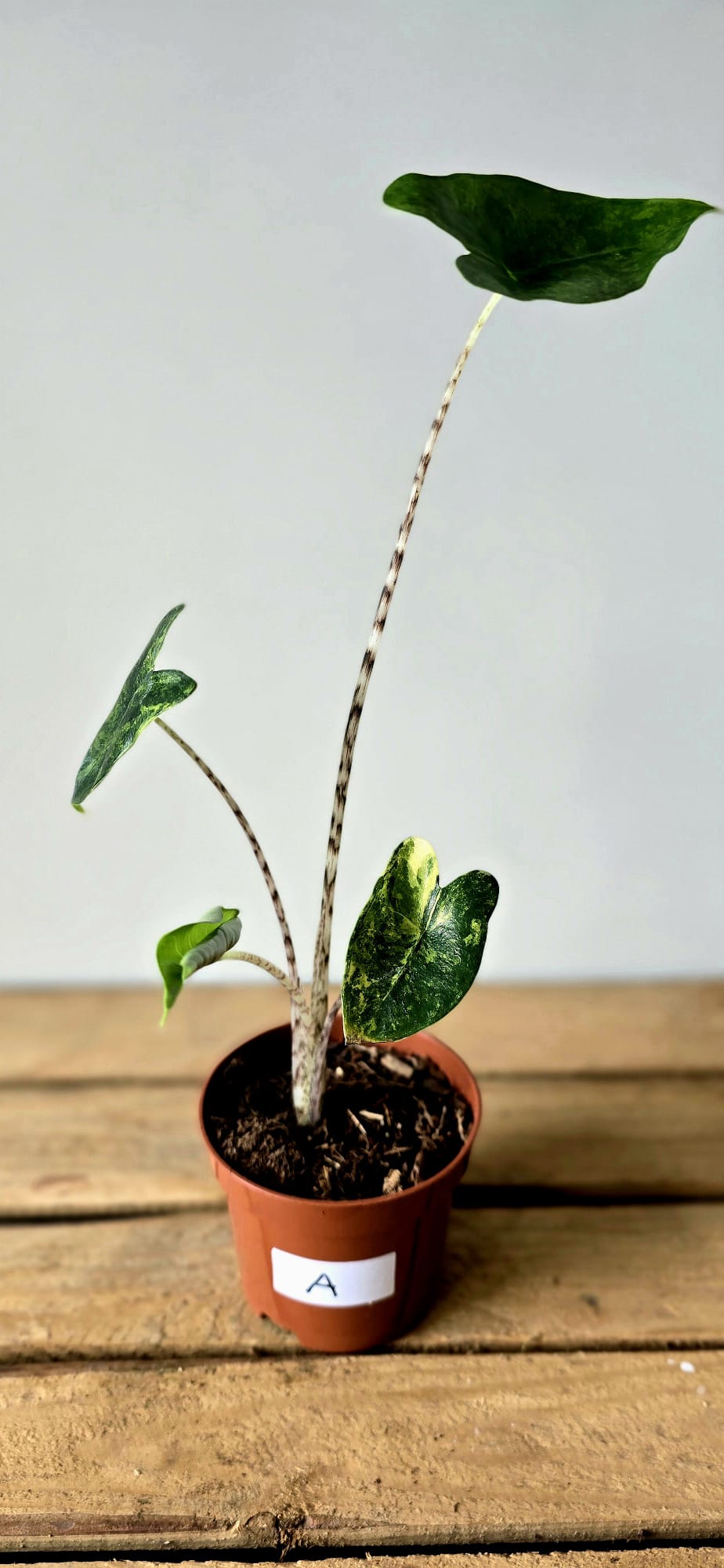 Alocasia Zebrina Variegata