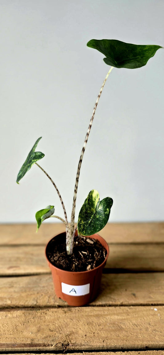 Alocasia Zebrina Variegata