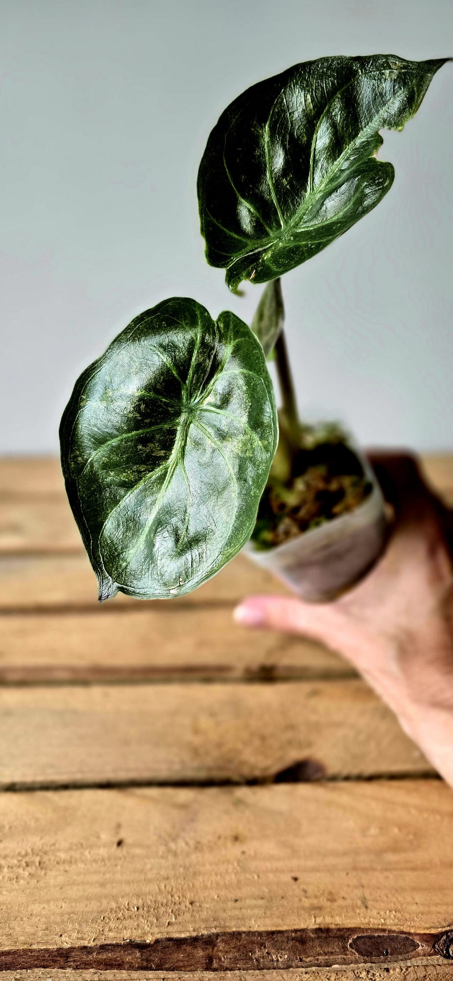 Alocasia Wentii Pink Freckles