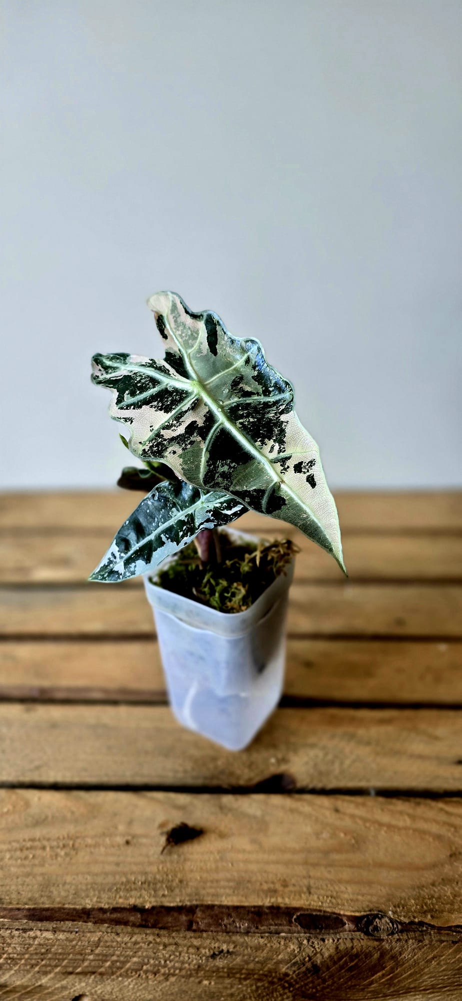 Alocasia Polly Pink Variegata