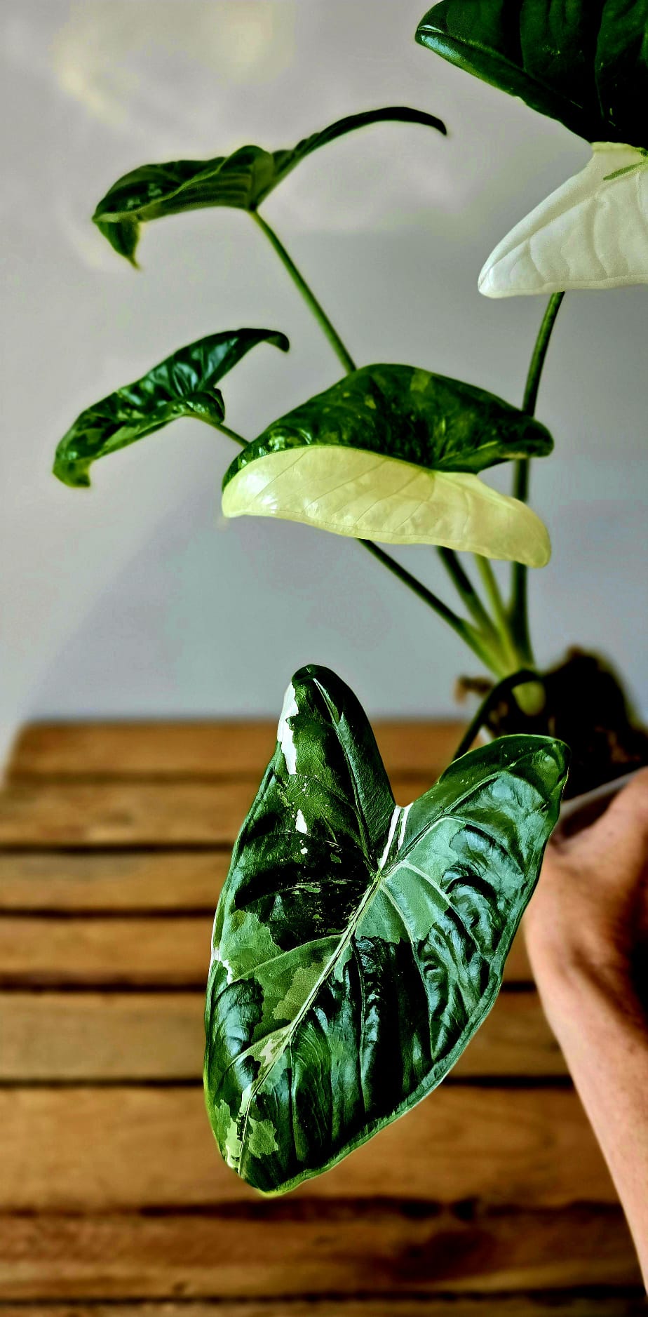 Alocasia Fornicata Albo Variegata