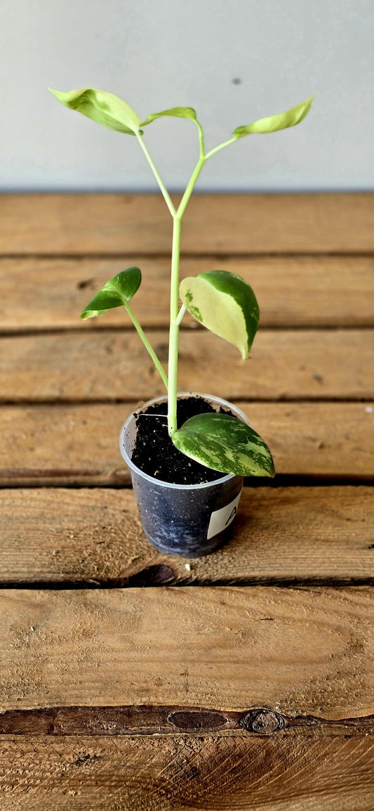 Peperomia Acuminata Variegata