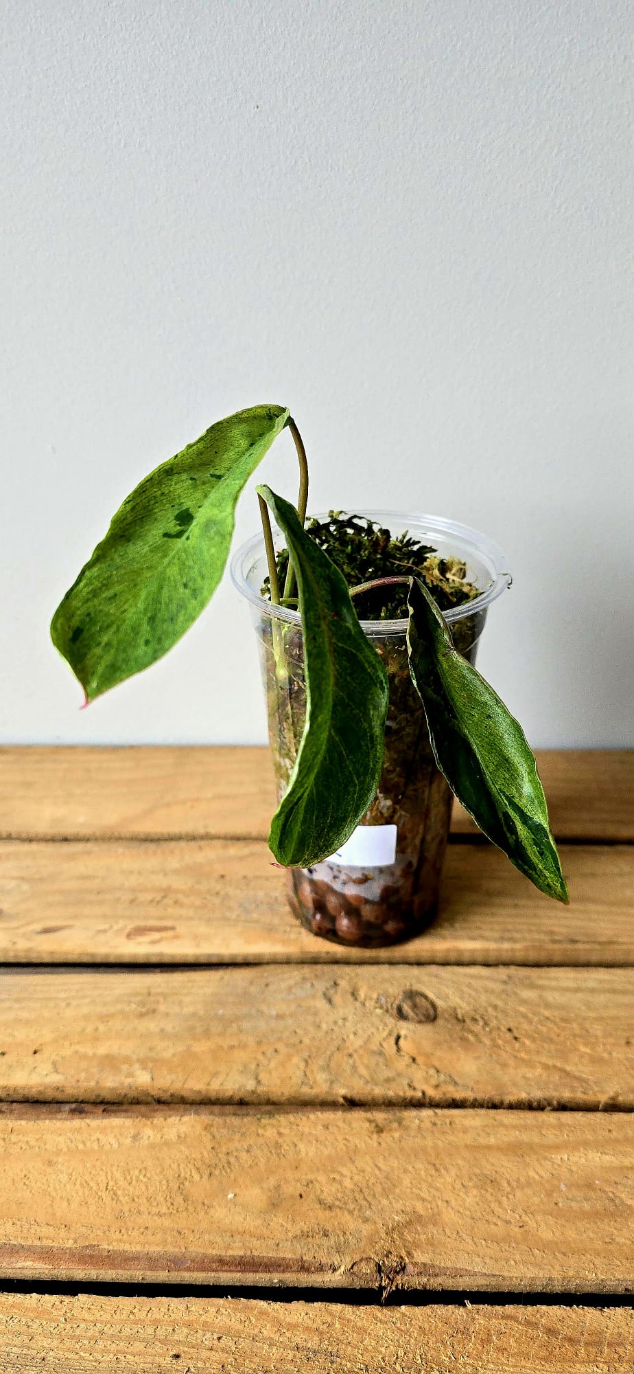 Philodendron Paraiso Verde x Joepii