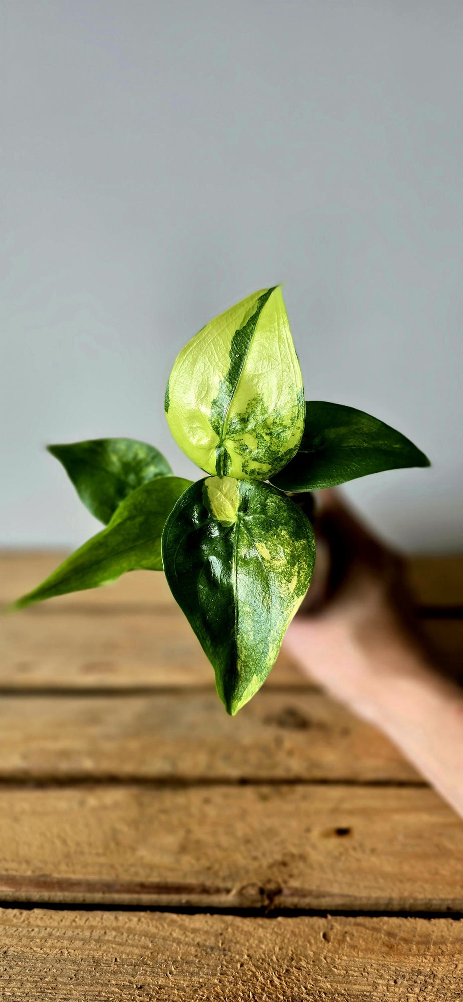 Alocasia Cuculata Aurea Variegata
