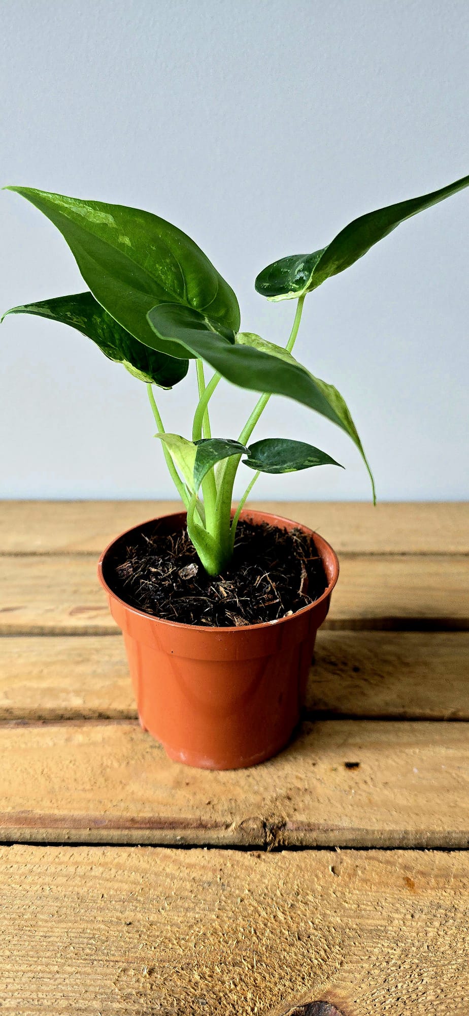 Alocasia Cuculata Albo Variegata