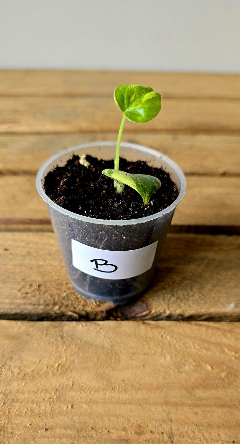 Peperomia Acuminata