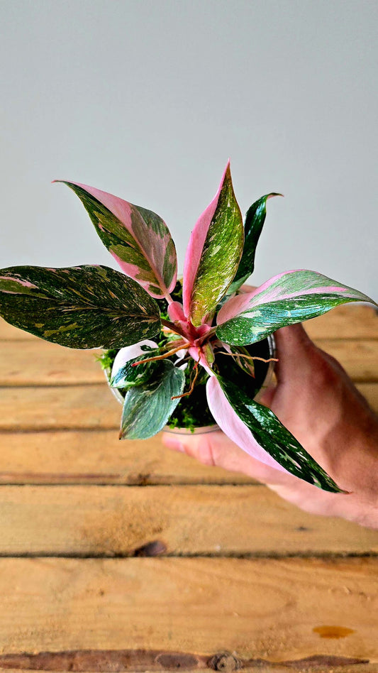 Philodendron White Knight Pink Variegata
