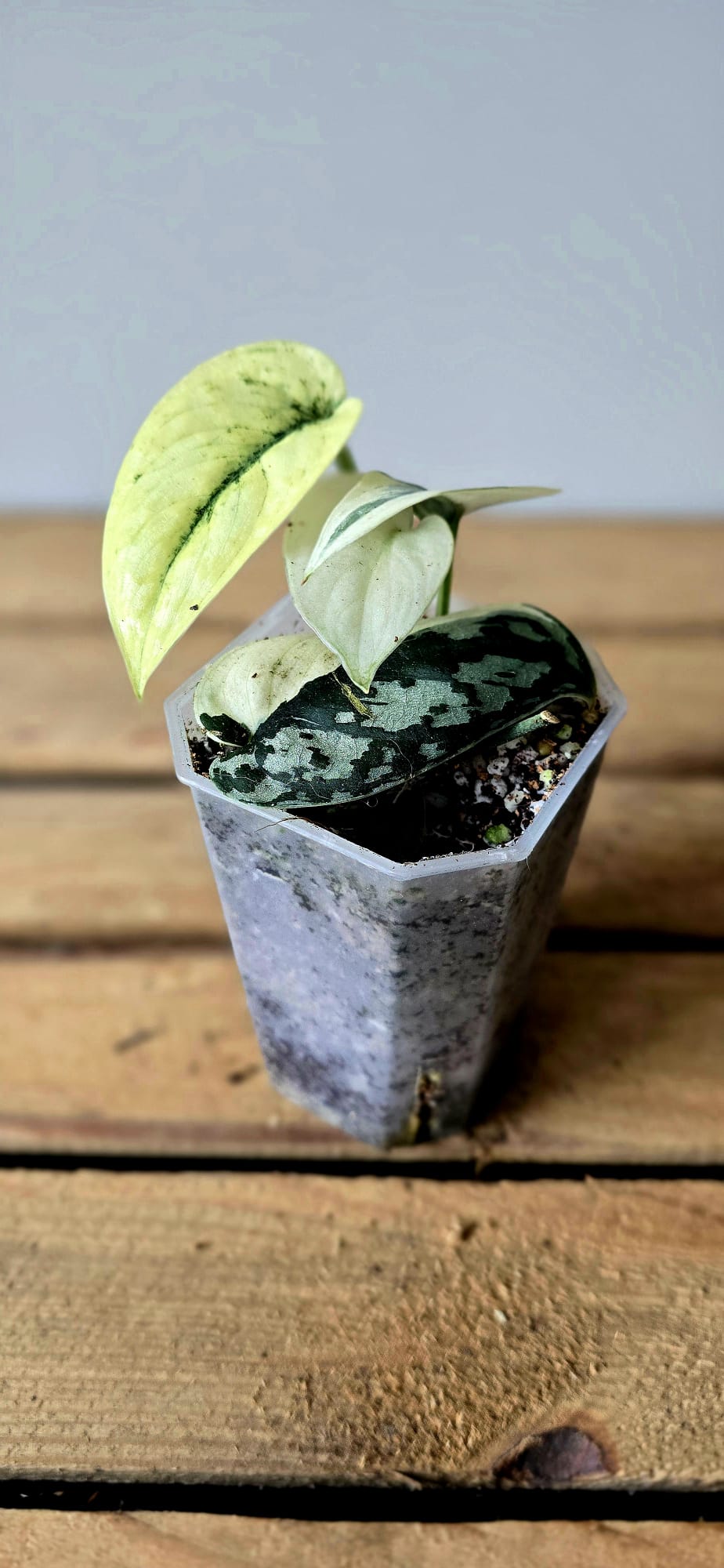 Scindapsus Mayari