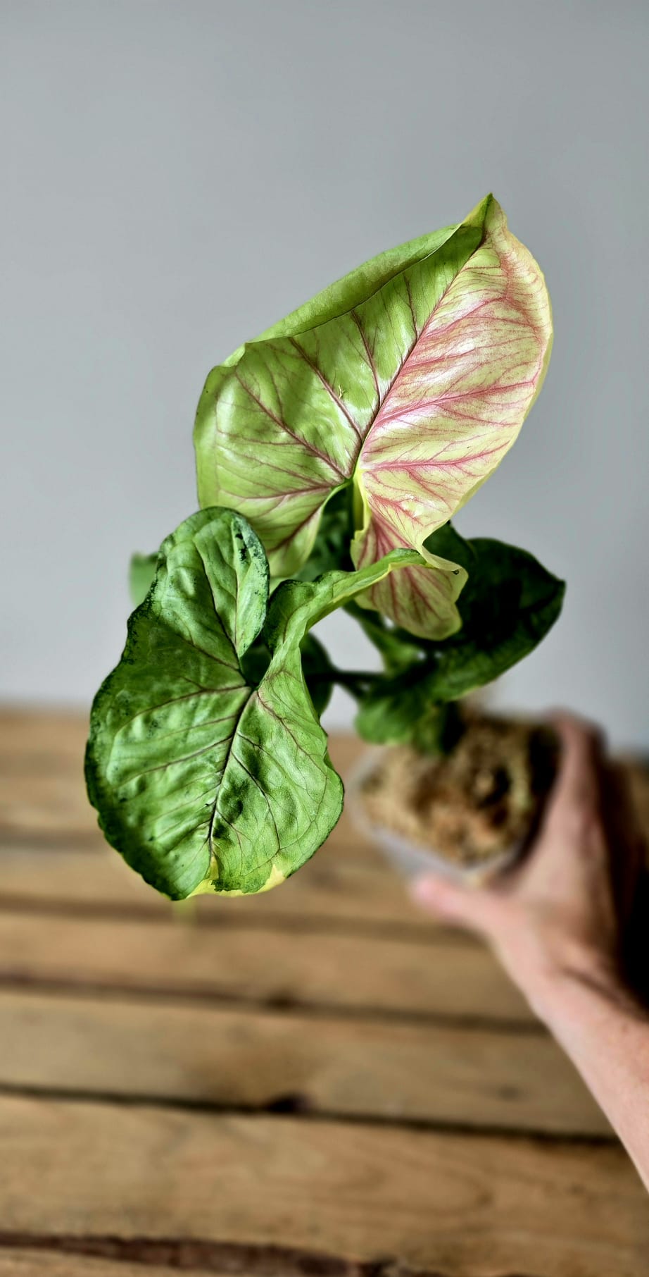 Syngonium Mango Allusion