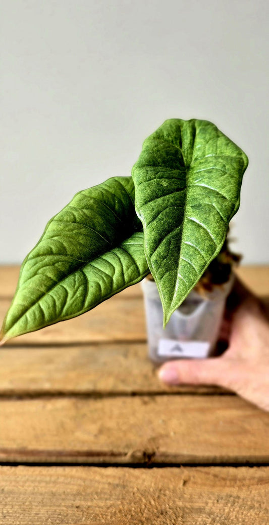 Alocasia Platinum Marble