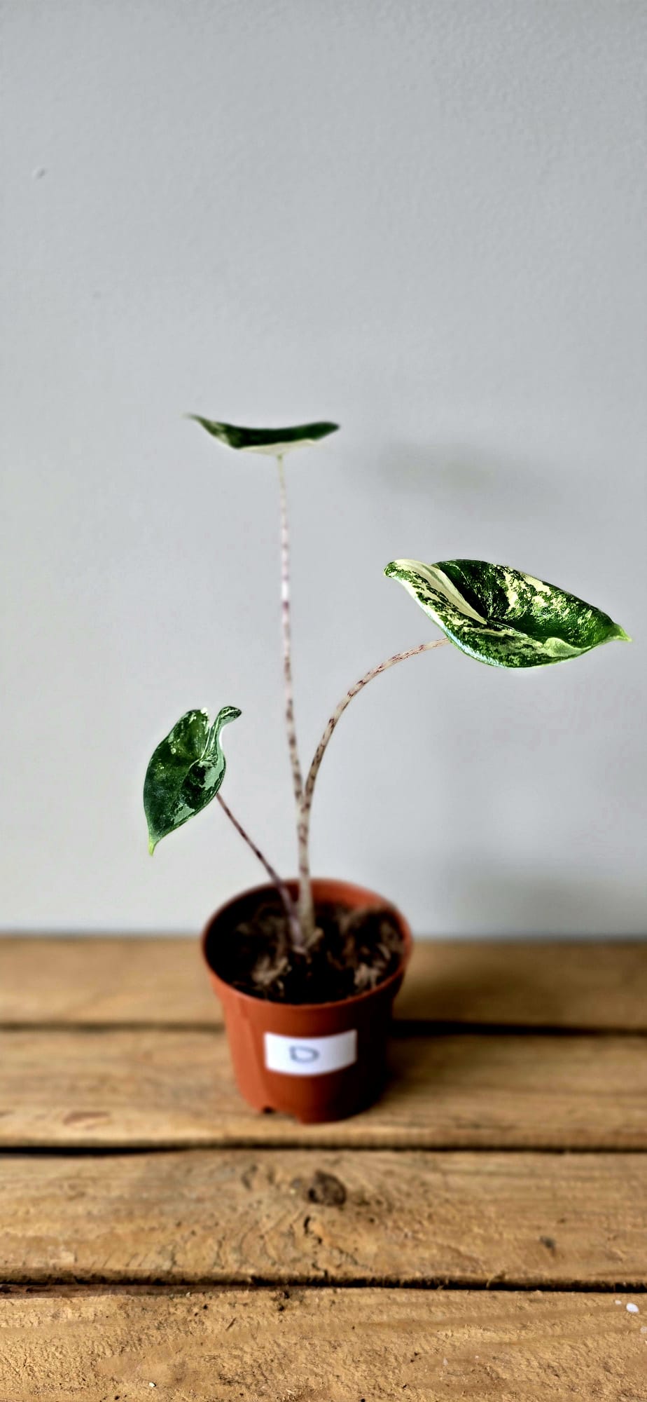 Alocasia Zebrina Variegata