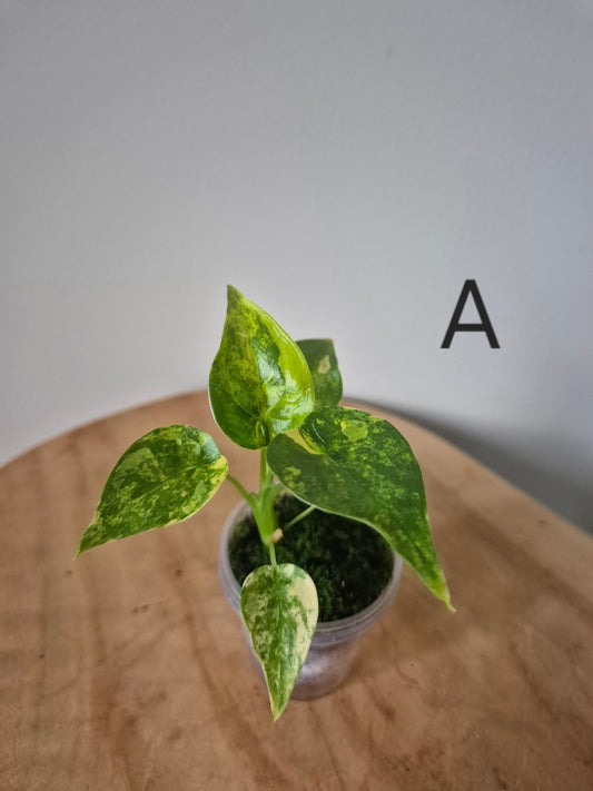 Alocasia Cuculata Aurea