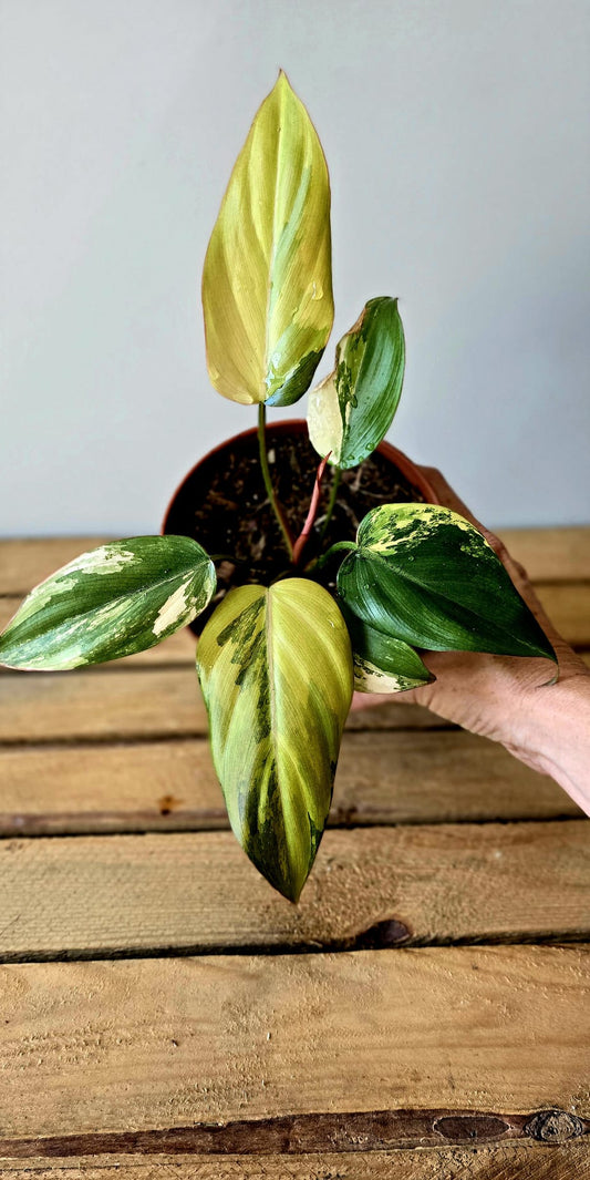 Philodendron Summer Glory Variegata