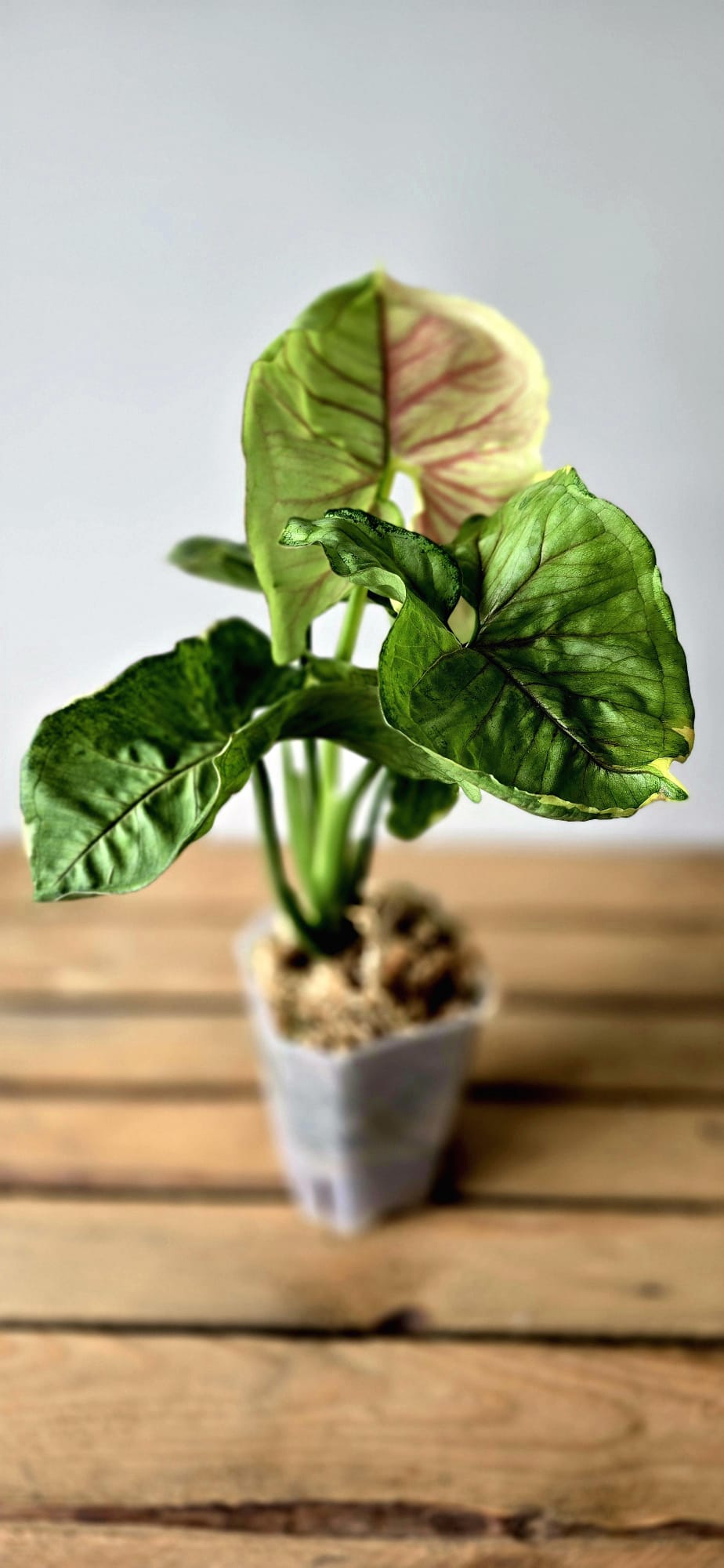 Syngonium Mango Allusion