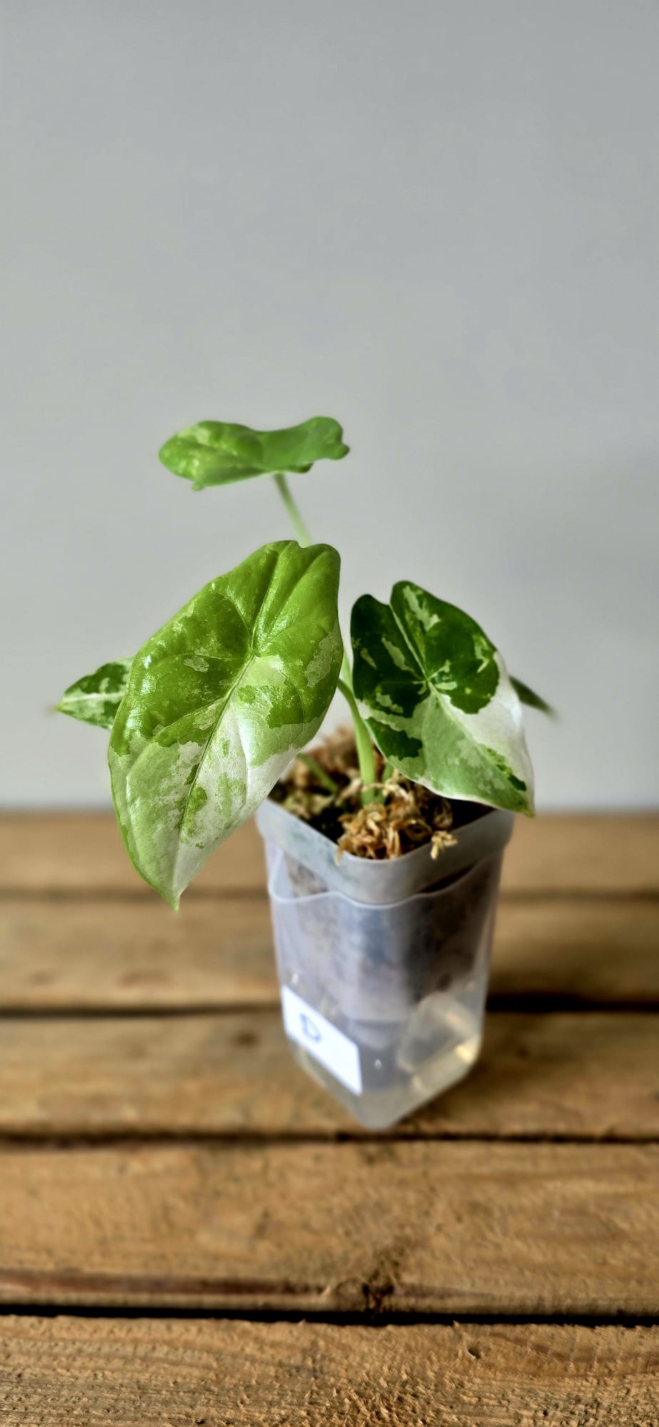 Alocasia Acuminata Albo Variegata