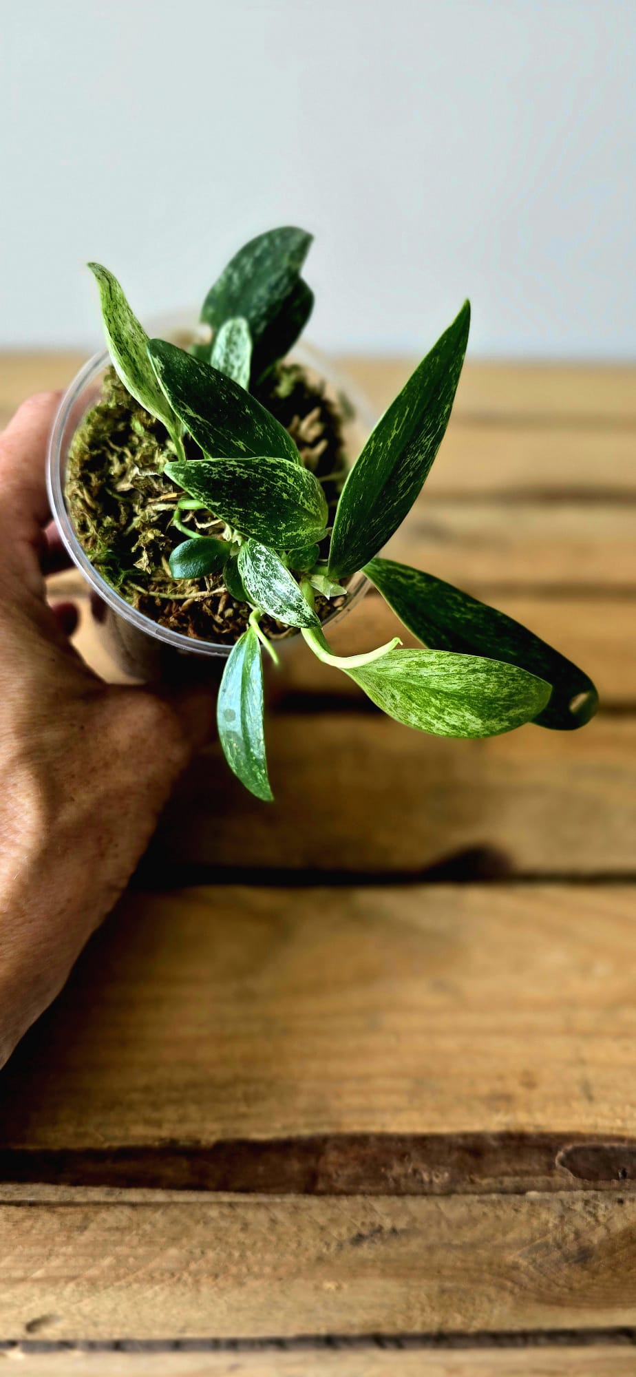 Rhaphidophora Eliptica Mint