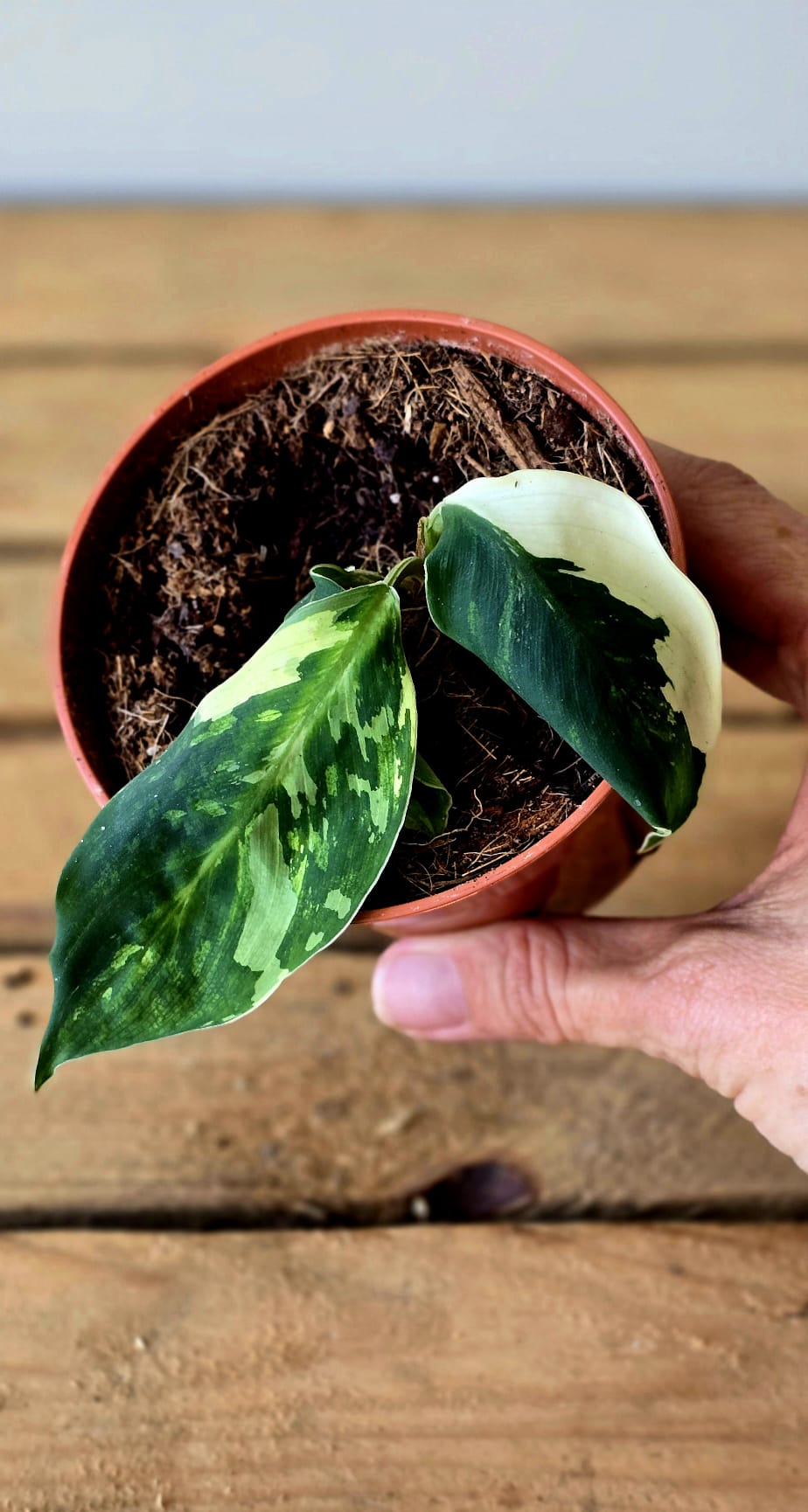 Homalomena Camouflage Variegata