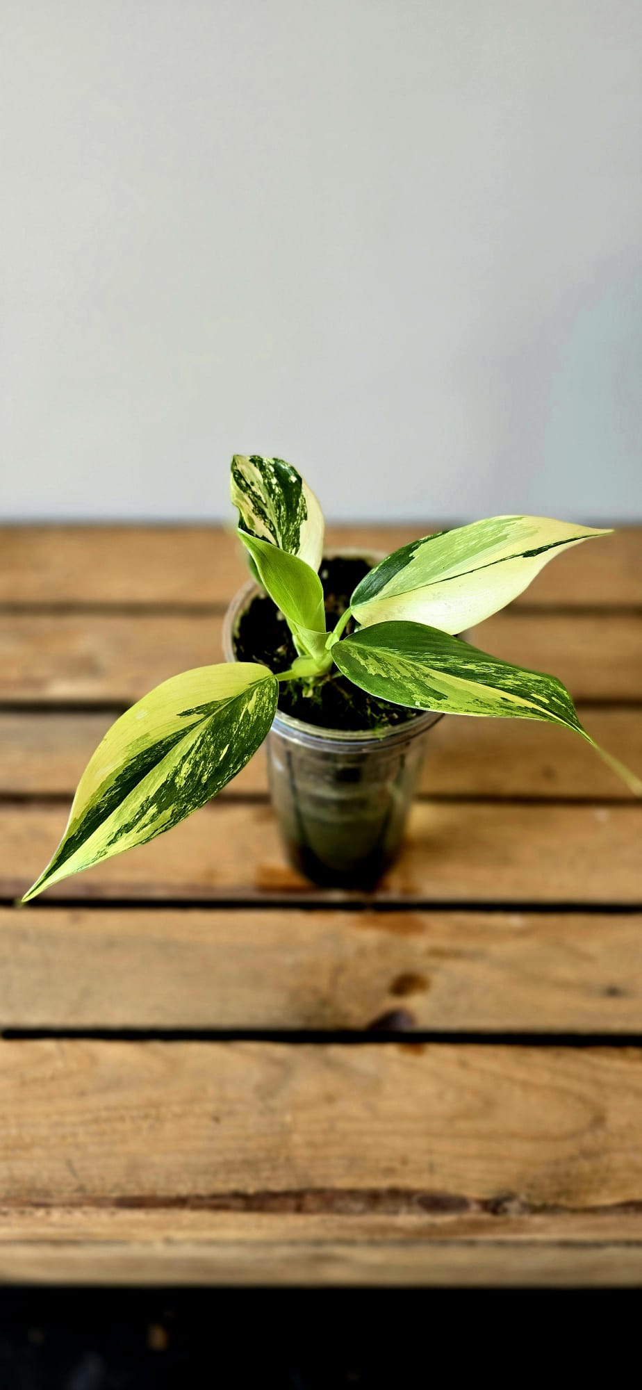 Philodendron White Wizzard Aurea Variegata