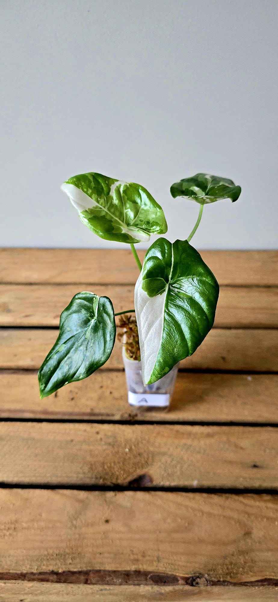 Alocasia Fornicata Albo Variegata