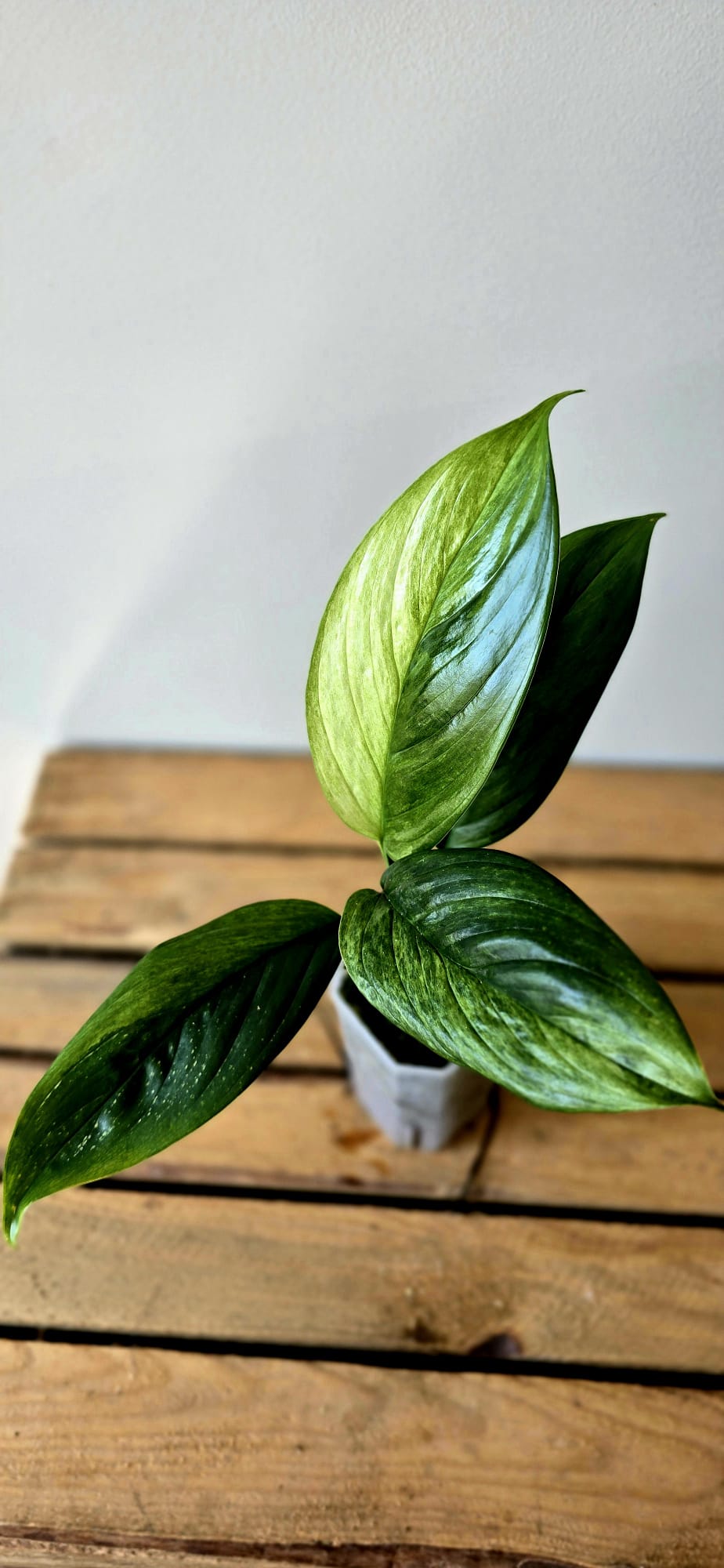 Scindapsus Parakensis Variegata