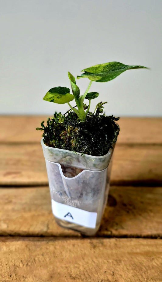 Alocasia Antorro Velvet Aurea Variegata