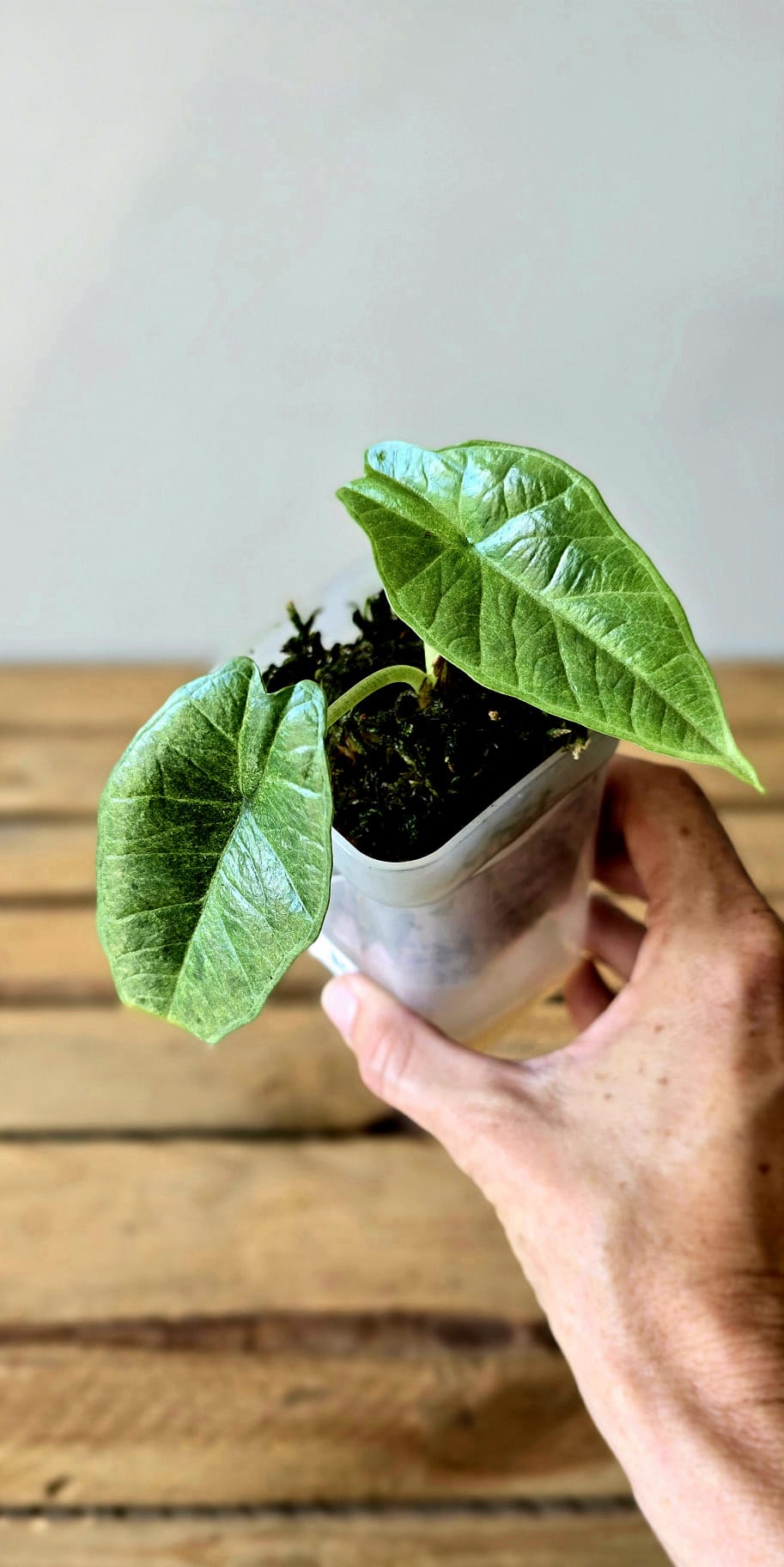 Alocasia Platinum Marble