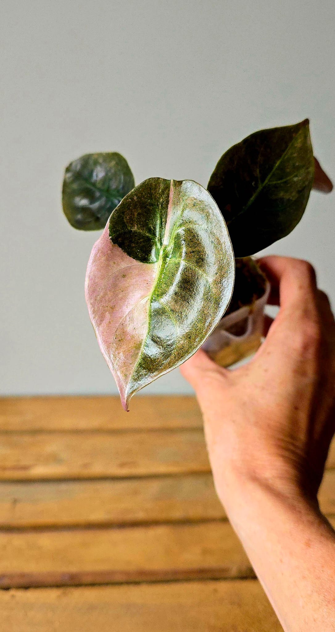 Alocasia Cuprea Pink Mint Variegata