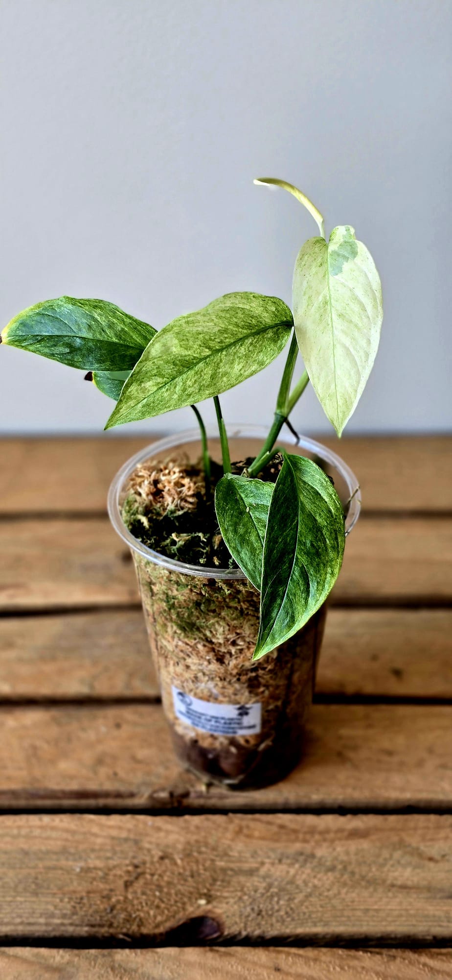 Monstera Laniata Mint
