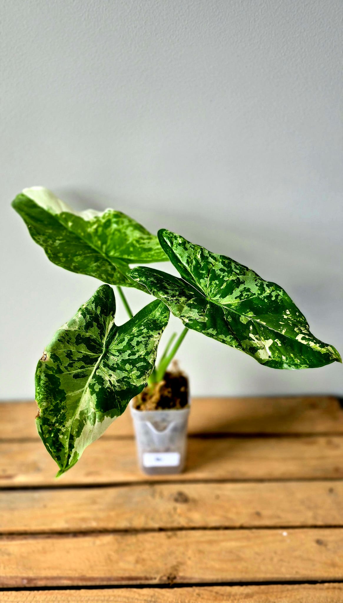 Alocasia Acuminata Albo Variegata