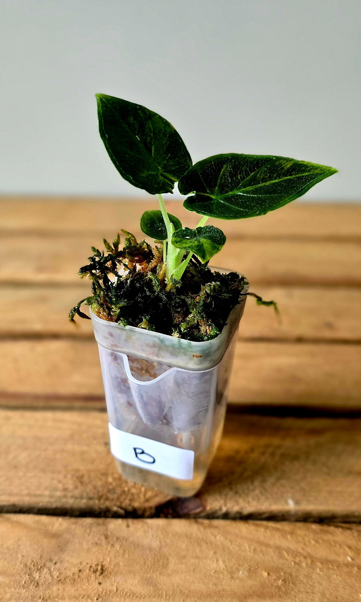 Alocasia Antorro Velvet Aurea Variegata
