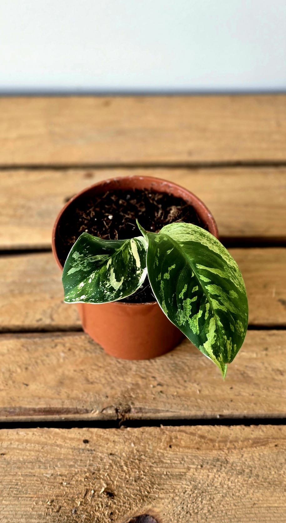 Homalomena Camouflage Variegata