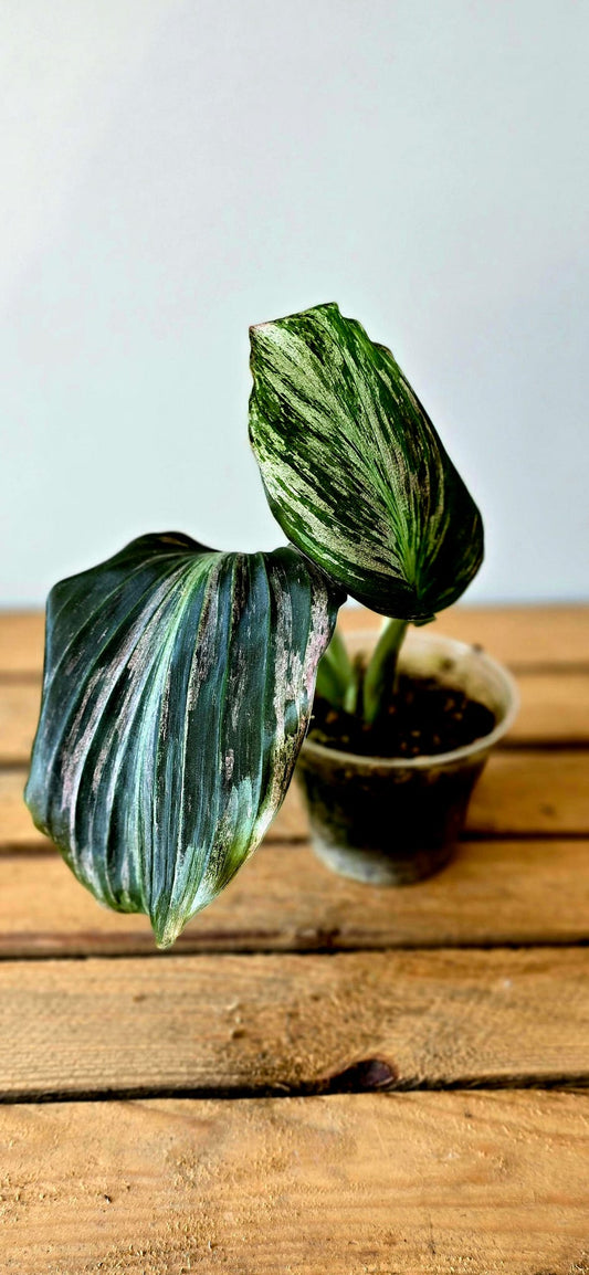 Kaempferia Variegata
