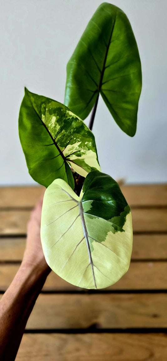 Alocasia Macrorrhiza Black Stem Albo Variegata