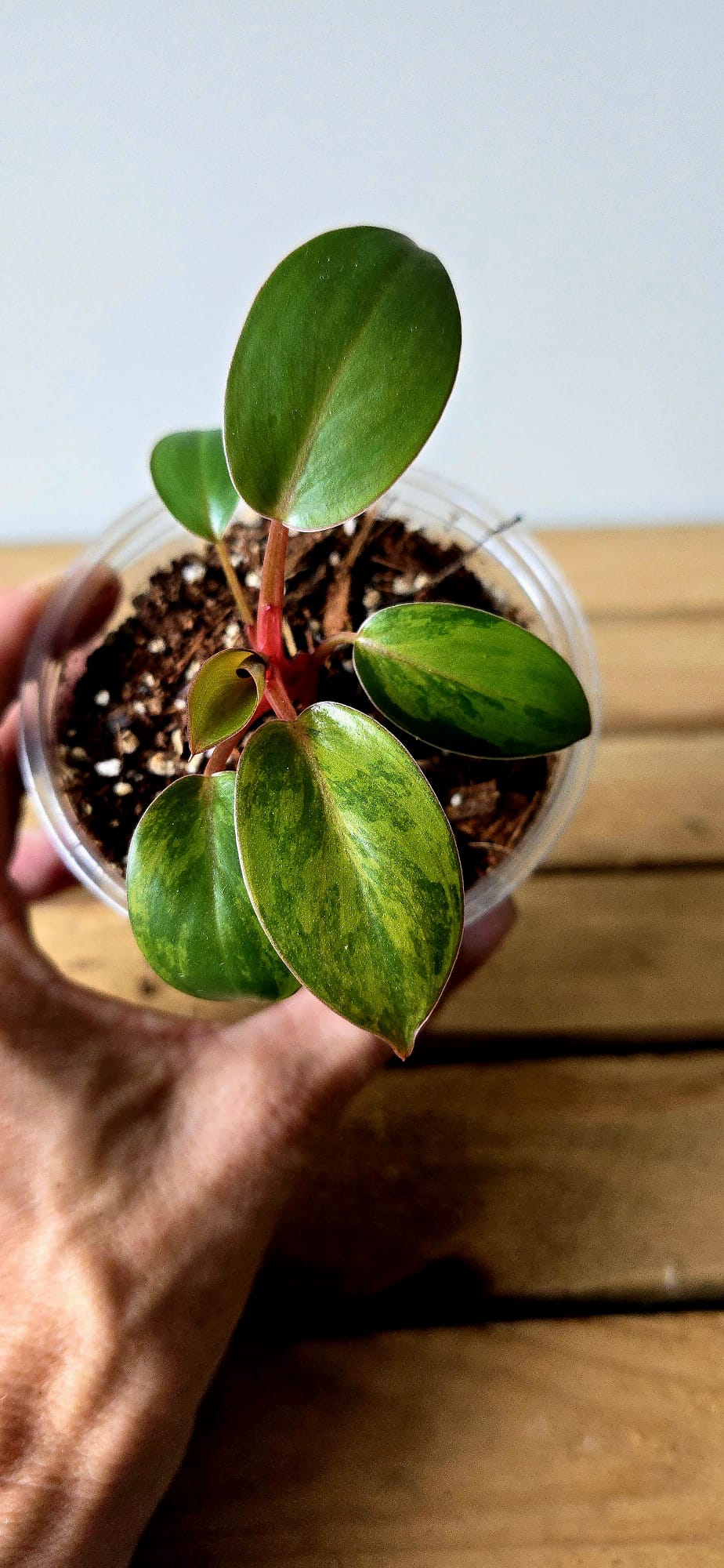 Philodendron Yellow Congo Variegata
