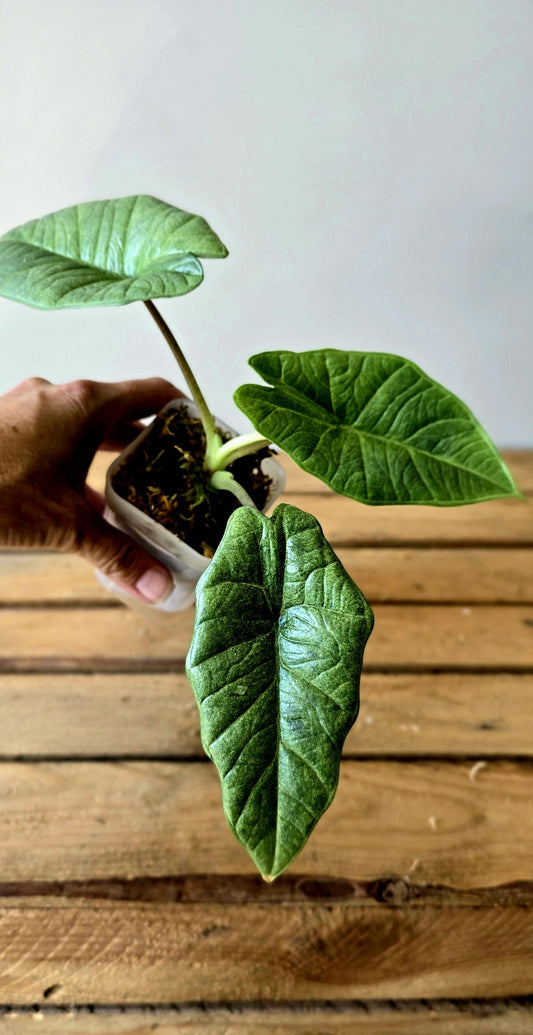 Alocasia Platinum Marble