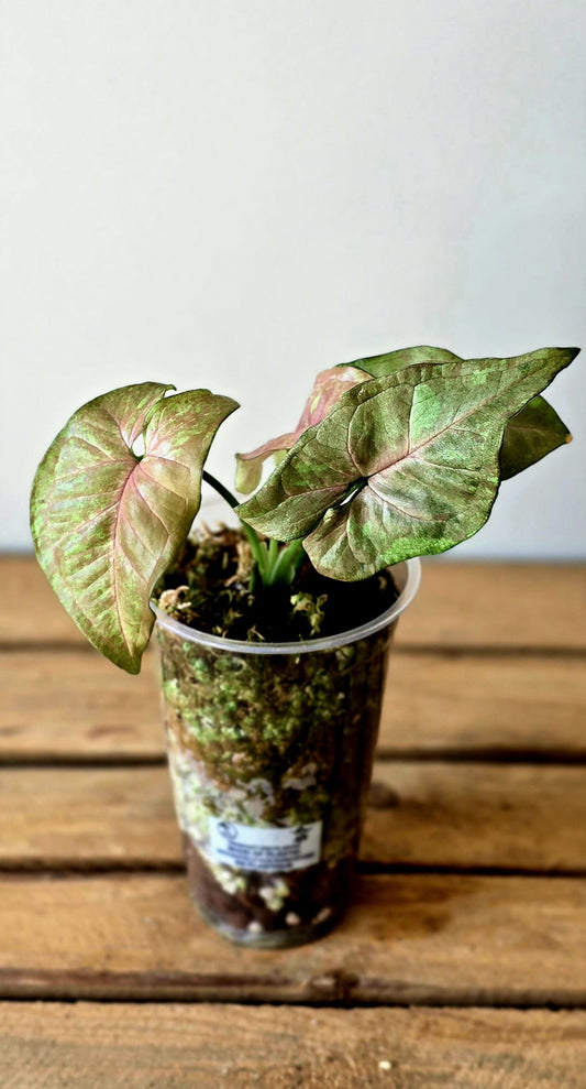 Syngonium Pink Drizzle Tricolor
