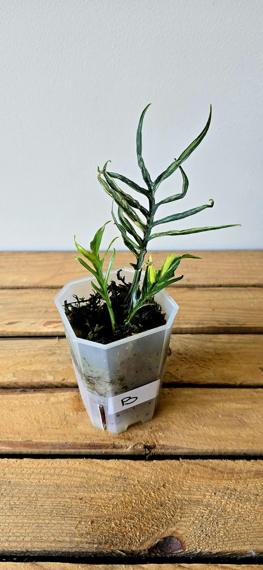 Philodendron Tortum Aurea Variegata
