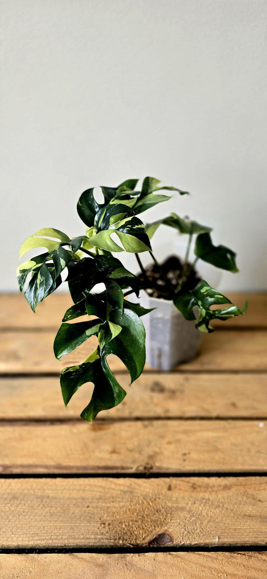 Rhaphidophora Tetrasperma Aurea Variegata