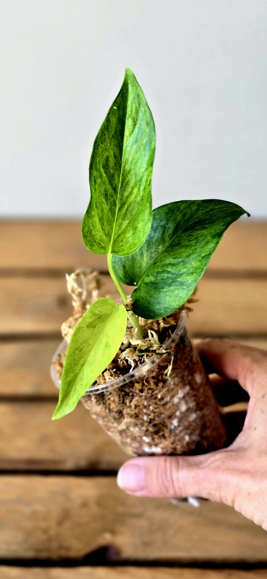 Epipremnum Jessenia