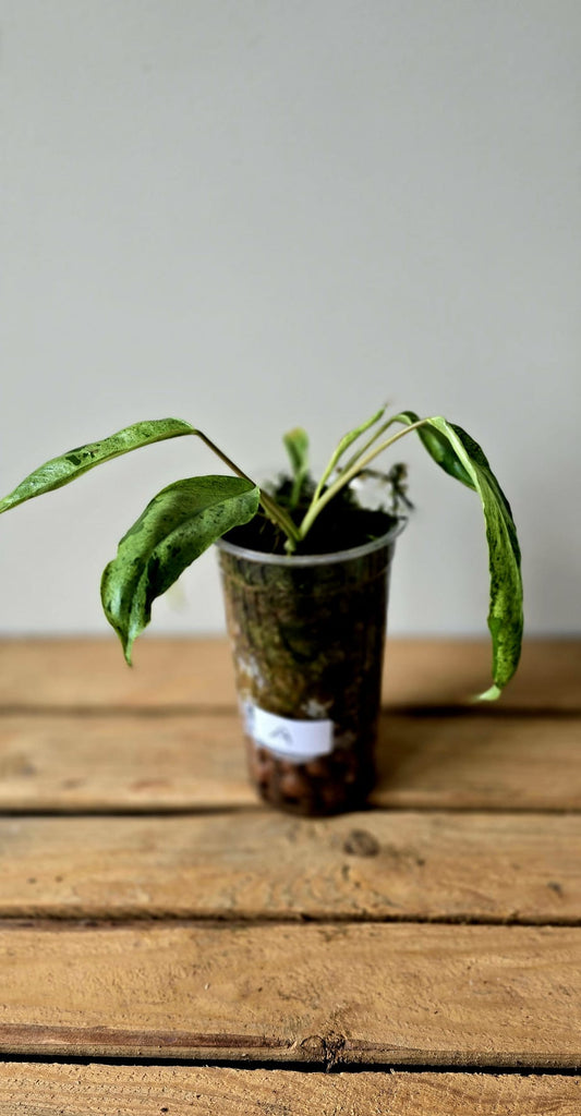 Philodendron Paraiso Verde x Joepii