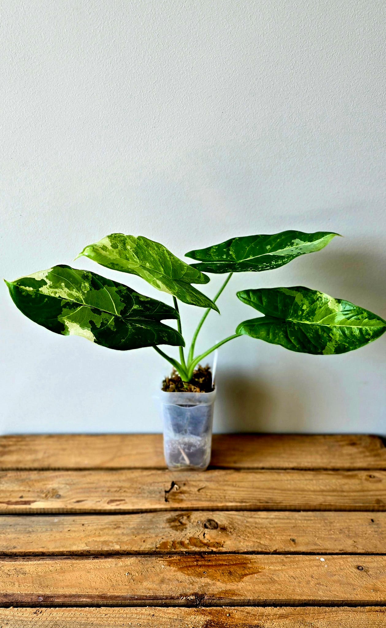 Alocasia Acuminata Albo Variegata