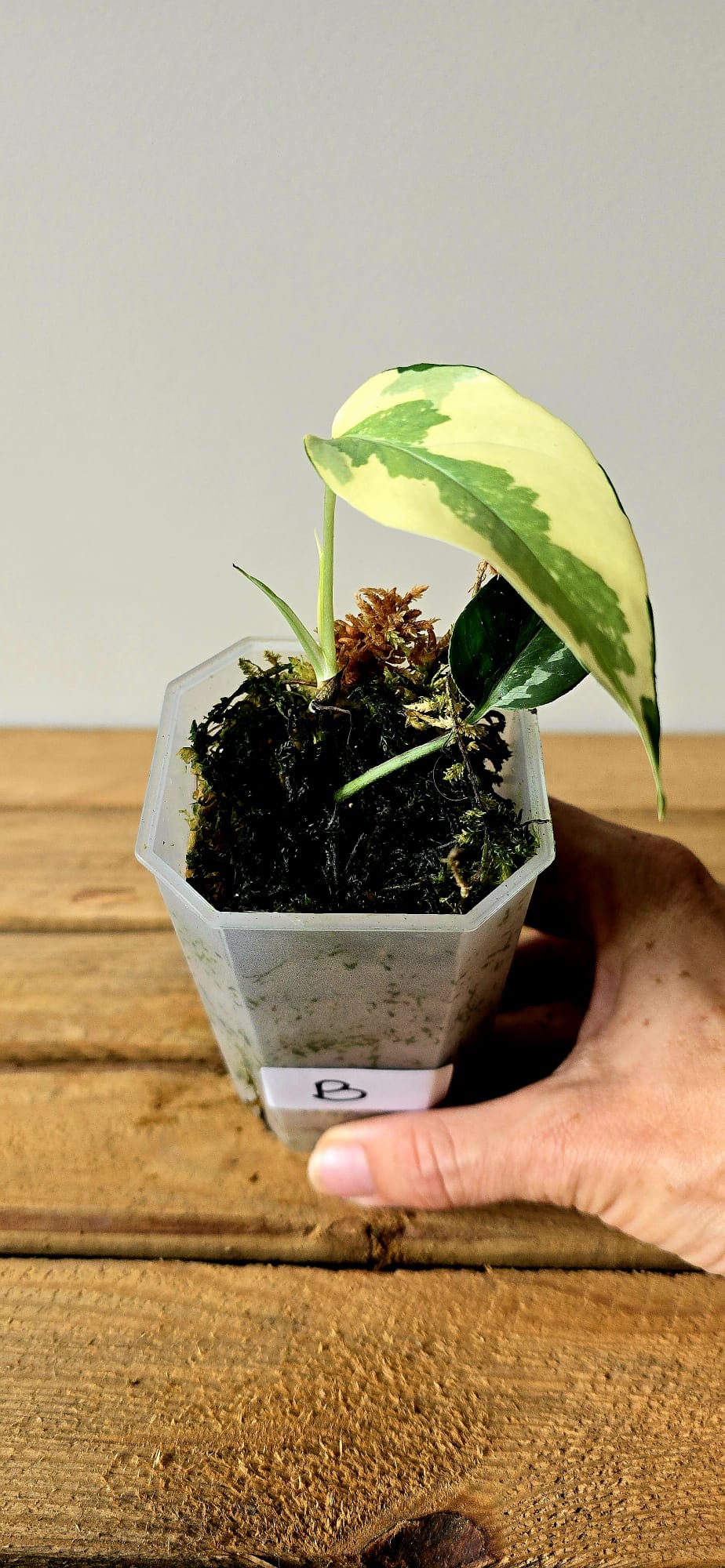 Epipremnum Pinnatum Albo Mutation