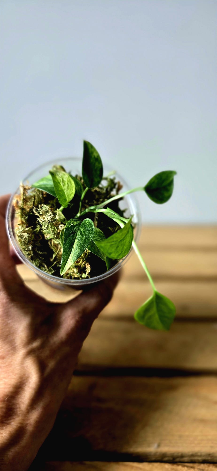 Epipremnum Pinnatum Aurea Mint