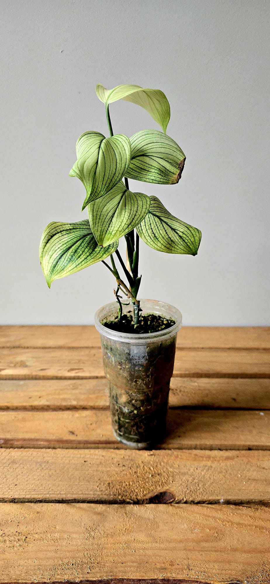 Scindapsus White Monster