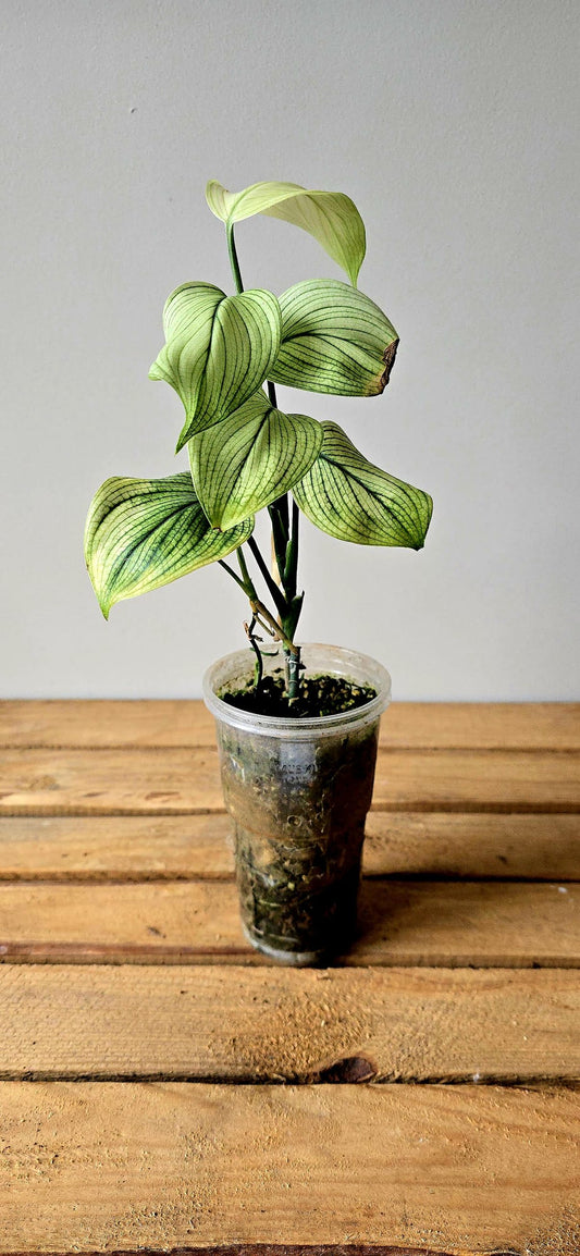 Scindapsus White Monster